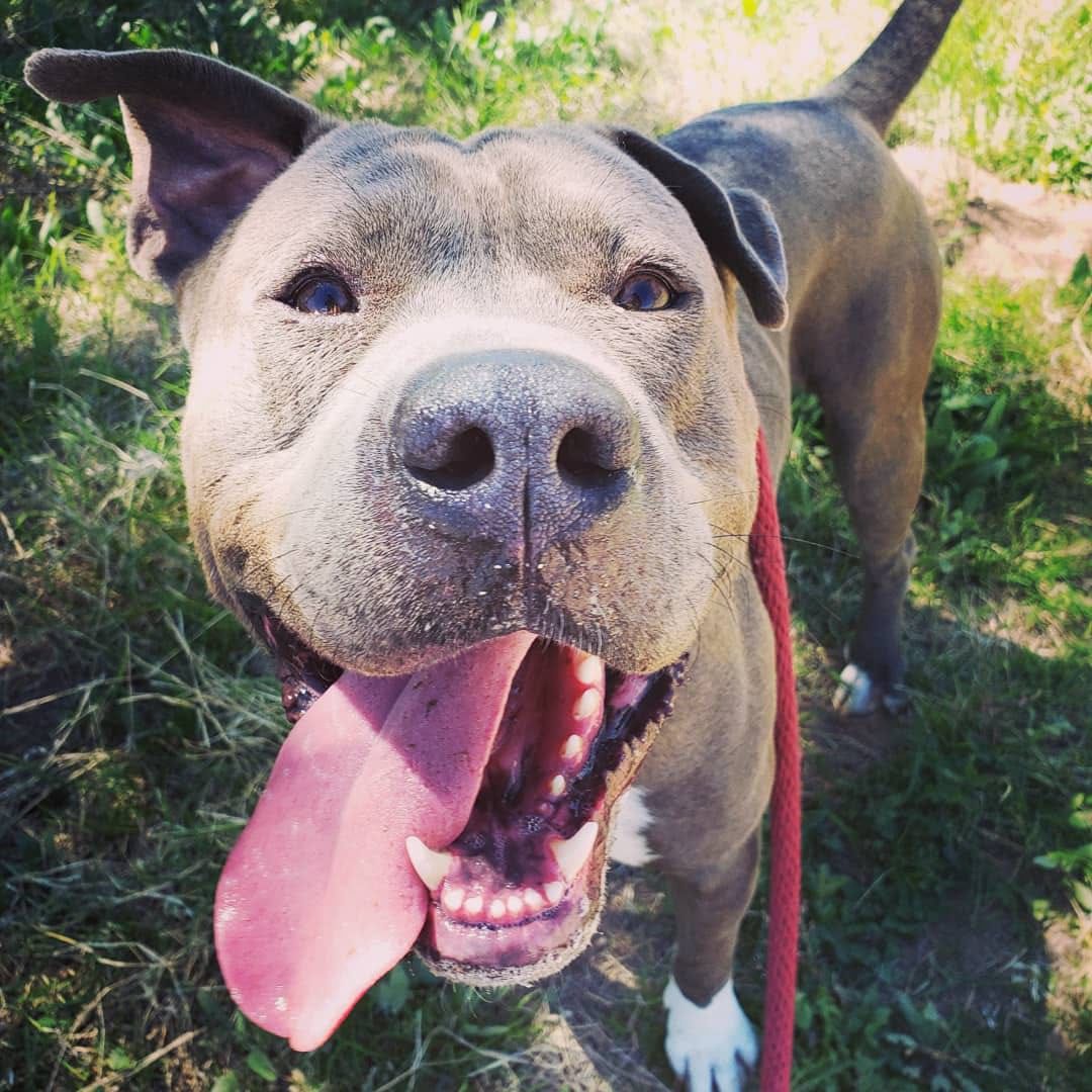 Adopt a friend: Mr Miyagi